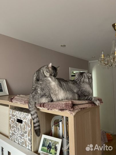 Коты в добрые руки