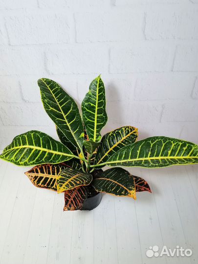 Кодиеум кротон Паниковский, комнатные растения
