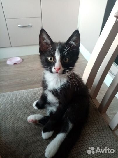 Котик бесплатно