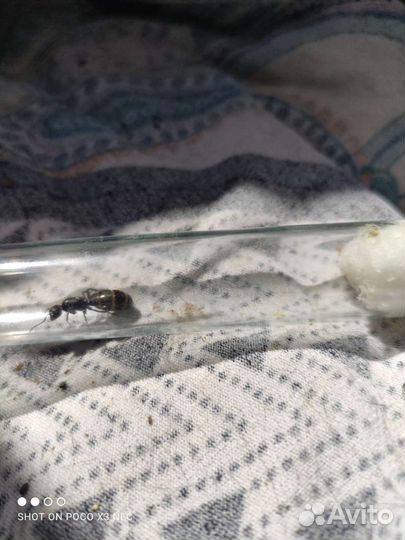 Муравьи camponotus vagus