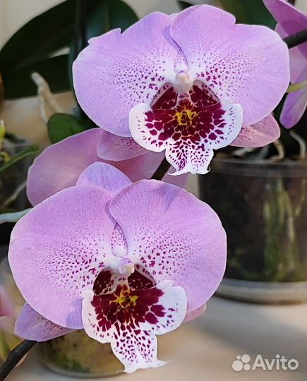 Орхидея фаленопсис