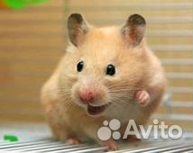 Хомячок Джунгарик, Сирийский молоденькие в наличии