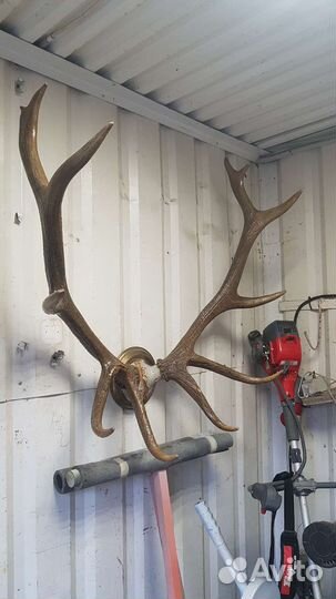 Продам рога марала