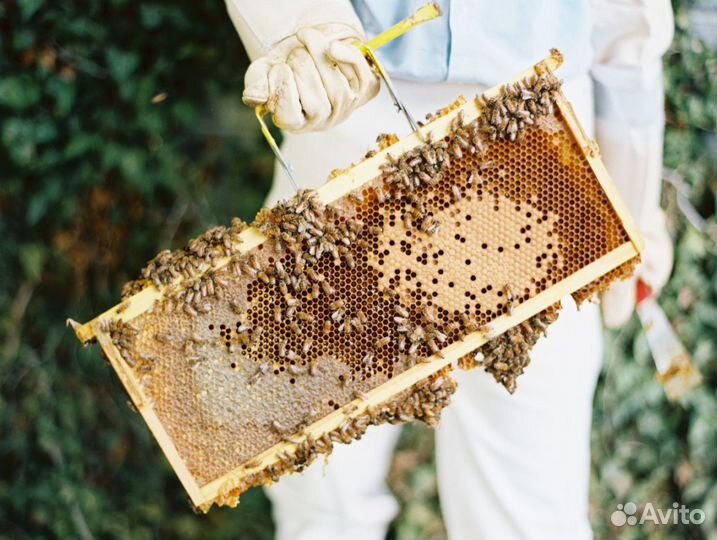 Мед натуральный из Алтая опт