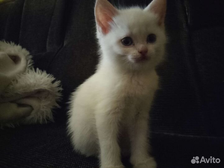 Милые пушистые котята