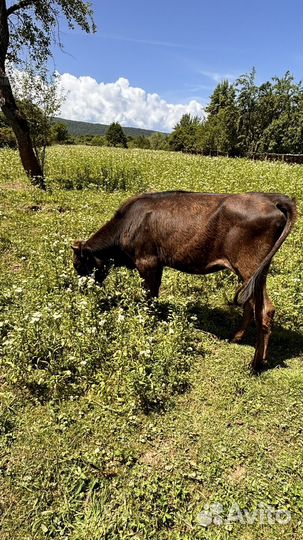 Продам телят от 3 месяцев до 1 года