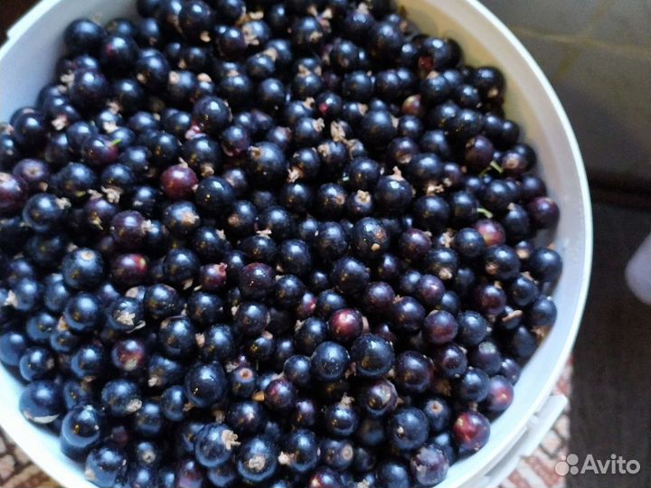 Продам черную смородину и крыжовник