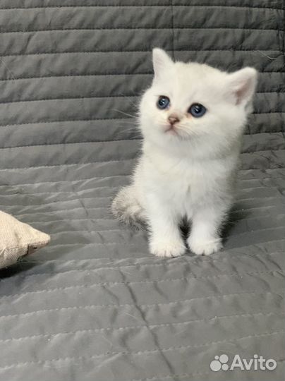 Белый кш британский котенок