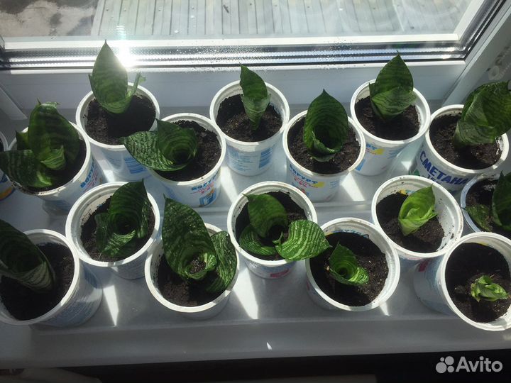 Сансевиерия