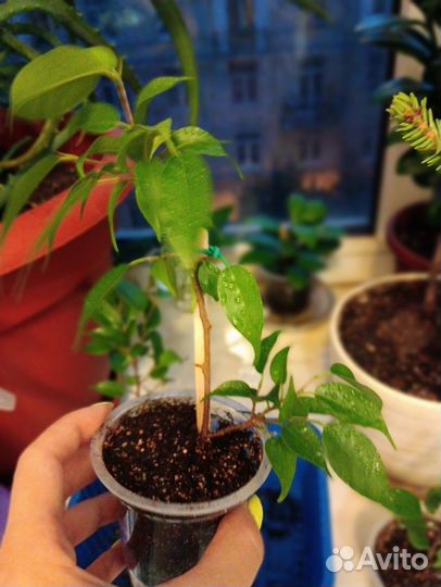 Фикус Бенджамина