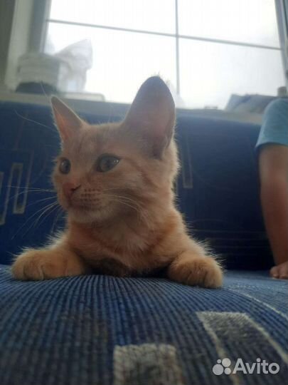 Кисуля-рыженькая красотуля