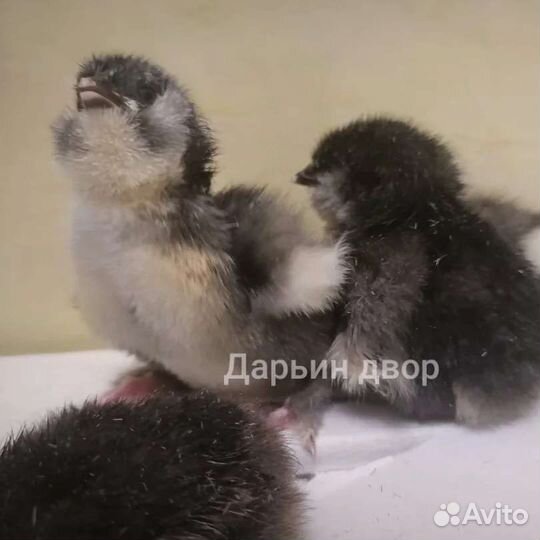 Инкубационное яйцо элитных кур