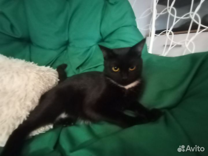 Красивая кошка
