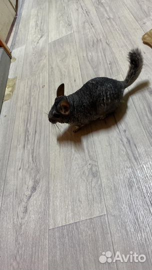 Шиншила с клеткой