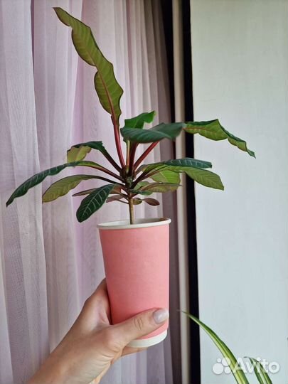 Филодендрон краснеющий. Лиана. Москва. Балашиха