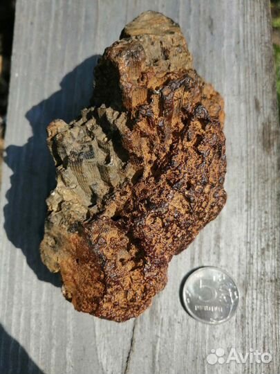 Окаменелые соты