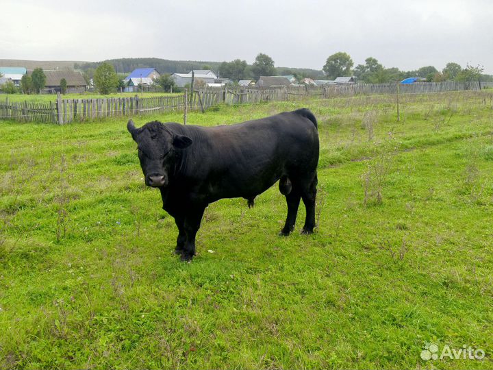 Быки живым весом