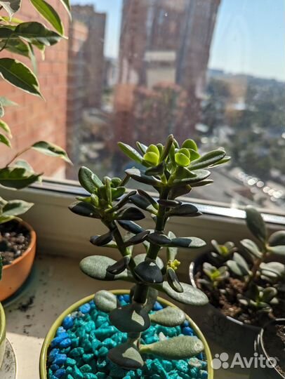 Крассула толстянка