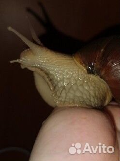 Улитки ахатины бесплатно