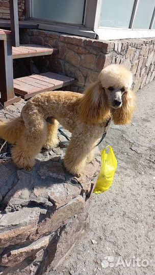 Стрижка пуделей