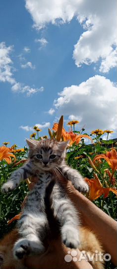 Отдам бесплатно котят