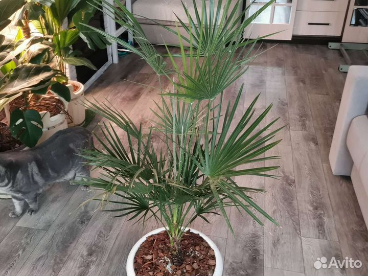 Пальма Хомеропс