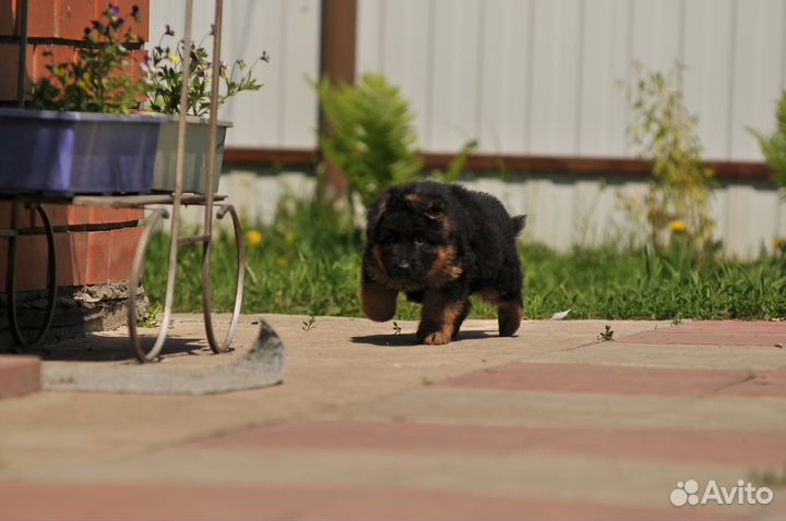 Длинношерстные щенки