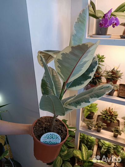 Фикус Тинеке. Пятнистый