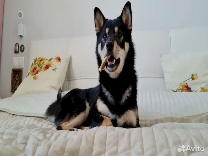 Собачье лакомство. Без химии