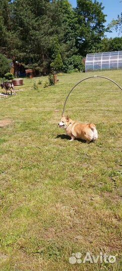 Передержка Собак, Зоогостиница