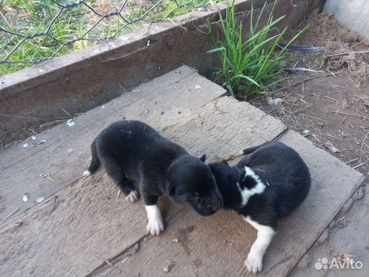 Щенки Русско европейской лайки