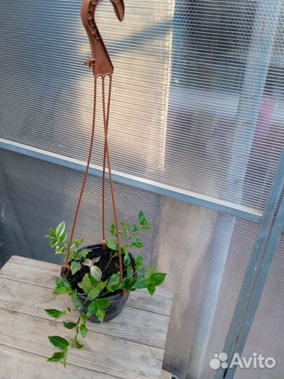 Комнатные цветы