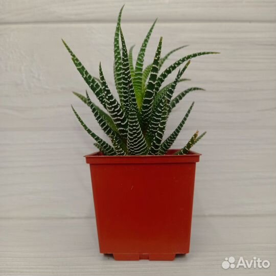 Кактус хавортия