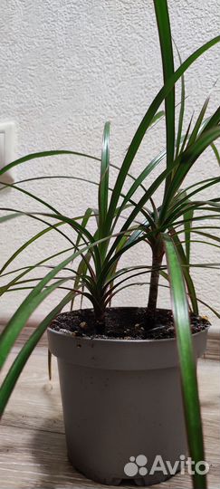 Пальма Драцена