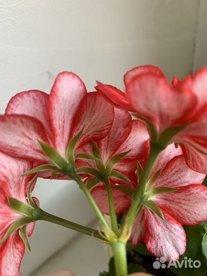 Пеларгония герань