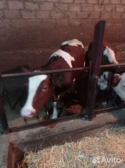 Телки на мясо