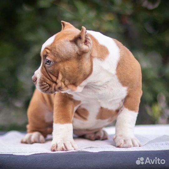 Американский булли покет