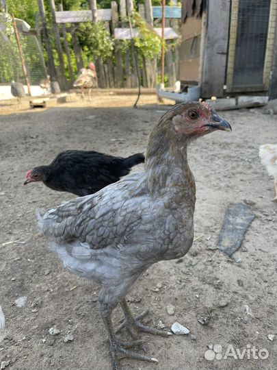 Цесарки, Гуси, Куры и Петухи