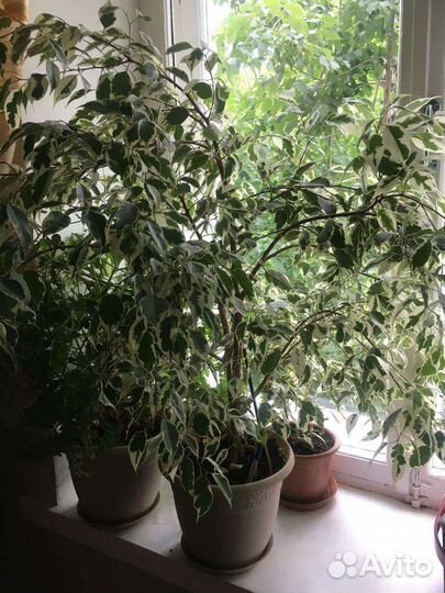 Фикус бенджамина