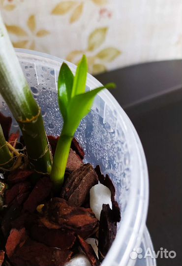 Дендрофаленопсисы