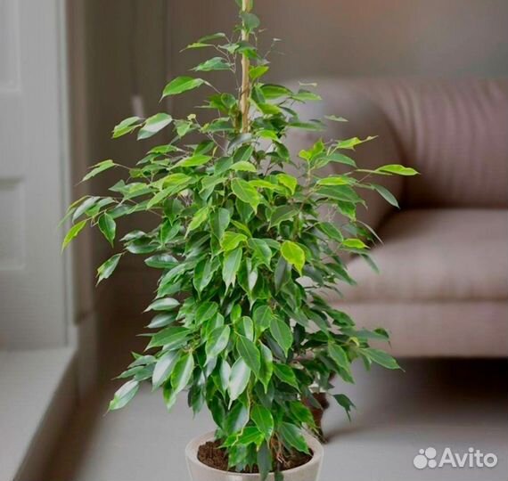 Фикус бенджамина