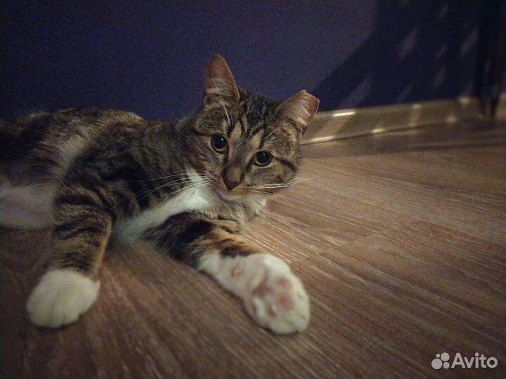 Кошечка ищет дом