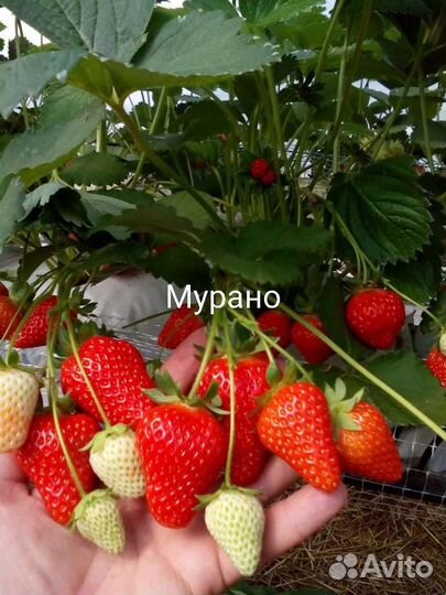 Рассада Клубники Альба, Кабрилло, Мурино, Азия