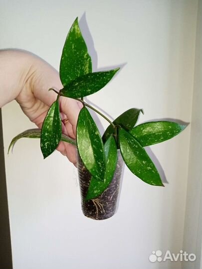 Разные цветы