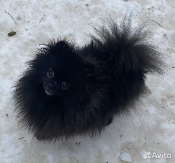 Померанский шпиц