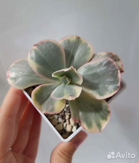 Echeveria ice age, Decora, gigantea