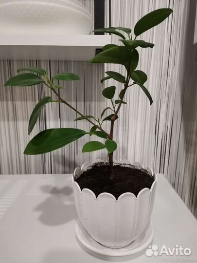 Фикус микрокарпа мокламе