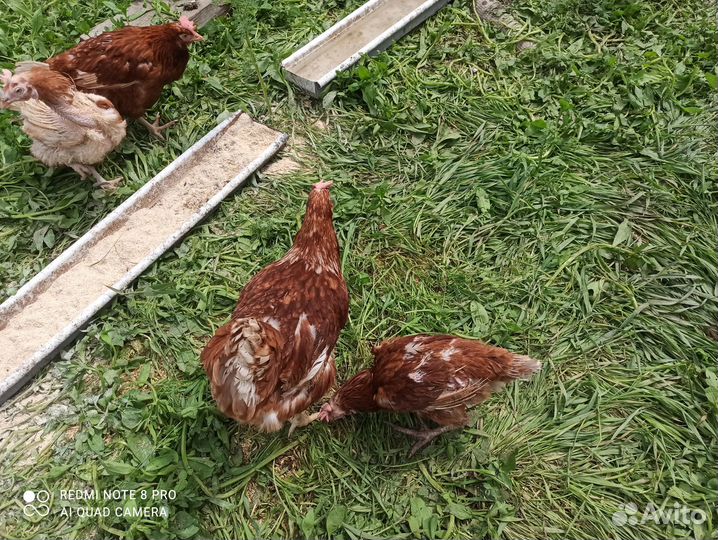 Куры несушки