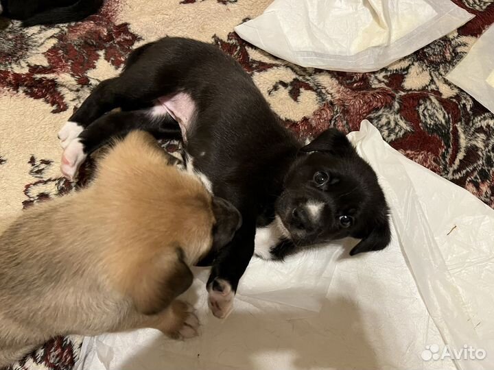 Собака в добрые руки