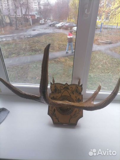 Продам рога лося